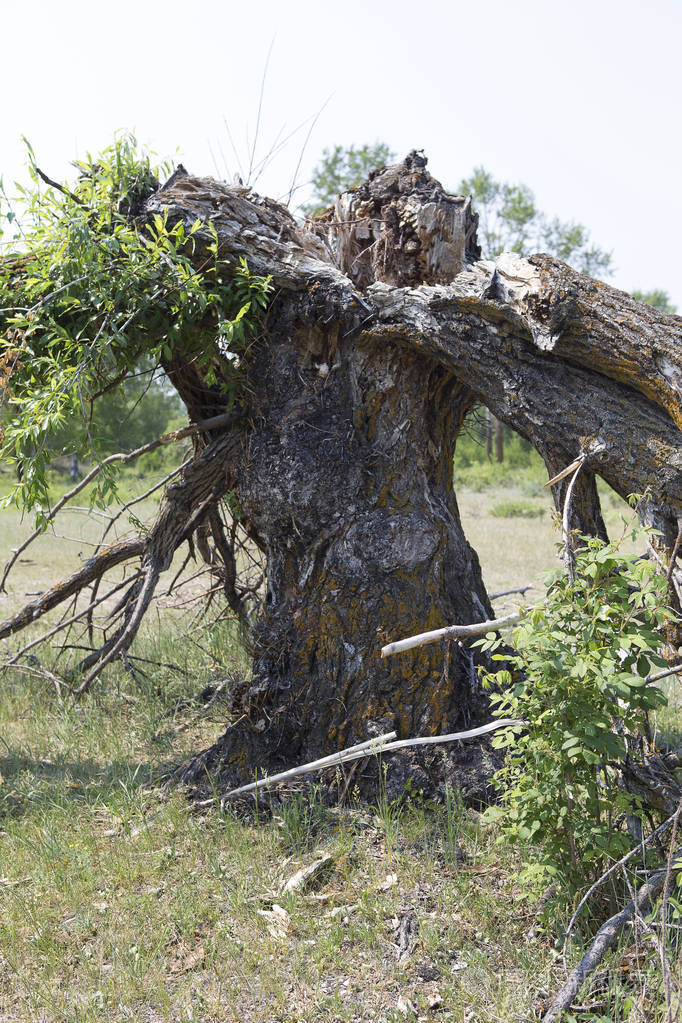 被飓风摧毁的那棵老干树从雷击中脱落成几个部分