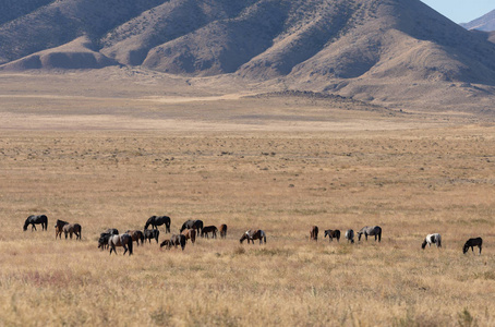 犹他州沙漠中的一群野马图片