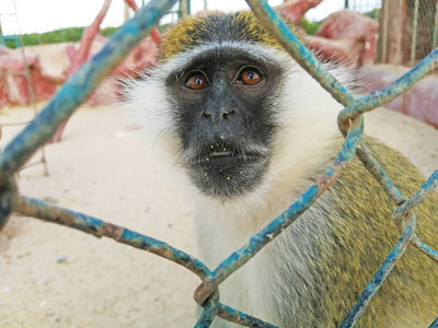 在动物园里，一只黑灰色的猕猴拿着笼子，看着远处
