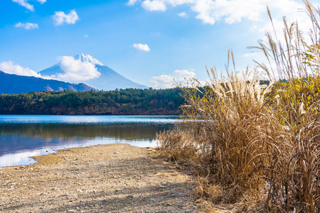 日本大林湖边枫叶树的富士山美景