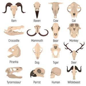 人类和动物头骨颜色矢量图标设置。 平面设计