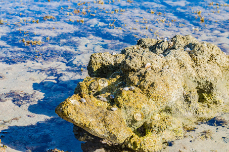 在阳光明媚的白天，红海的海岸上有美丽的石头和贝壳，让人想起休息的想法