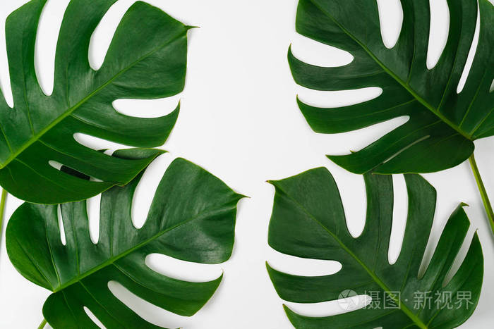 绿色叶子孤立在白色背景上,平面布局风格和顶部视图. 自然框架背景. 