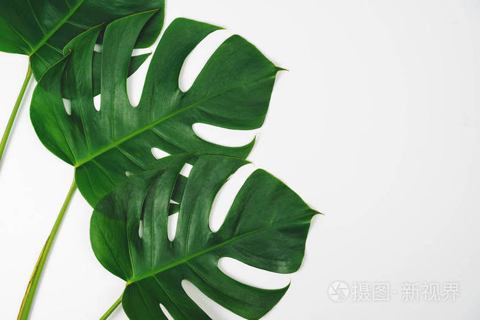 棕榈叶真正的热带丛林树叶瑞士奶酪植物.