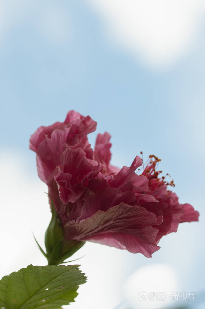 红色芙蓉花细节明亮的自然背景