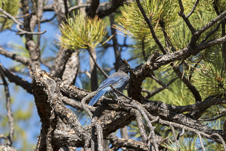 美国布莱斯峡谷的树木和鸟类