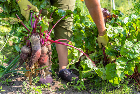 秋收。 农民用蔬菜收割花园产品。 有机脏甜菜根从地面当地的农业概念。