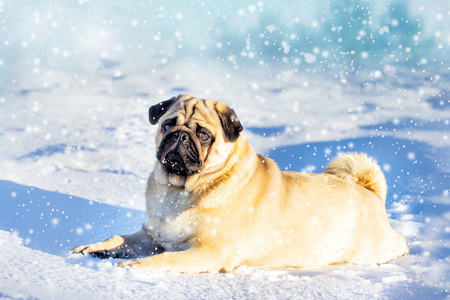 在寒冷的冬天雪中在外面玩的一只漂亮的Pugdg。