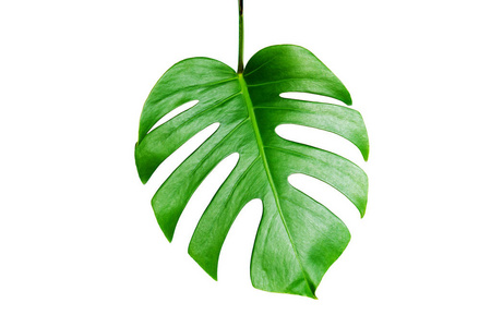 绿色叶片隔离在白色背景上,剪裁路径为夏季和春季设计元素.