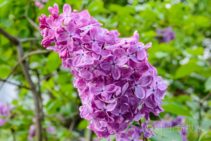 丁香花在灌木枝上