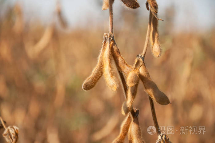 在一个阳光明媚的秋天大豆田间茎上成熟的大豆荚文本空间选择性聚焦
