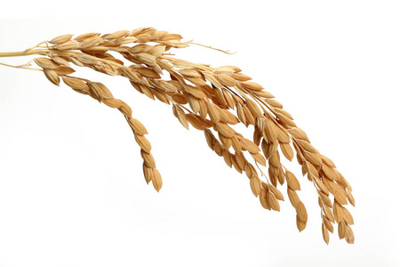 白色背景上分离的一束稻穗照片