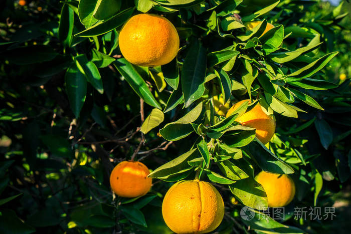 橘子挂在树上，几乎熟了。 已经变黄了。