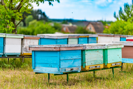 两排五颜六色的蜂巢，由木材制成，以盒子的形式出现在一片草地上，蜜蜂在村庄的背景上为蜂蜜带来花粉。 美联社概念