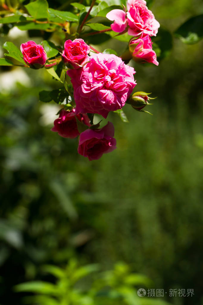 多花玫瑰小粉玫瑰免费绿色领域为文本. 阳光明媚的一天.
