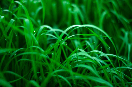 鲜绿的草和露珠接近。 雨后水滴在新鲜的草地上。 绿草上淡淡的晨露。