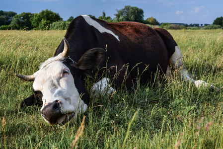 春天农场牧场上的牛. 非常有趣的黑白牛躺在草地上. 农场动物.照片