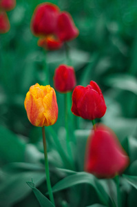 美丽的郁金香花在花园里盛开。 五颜六色的郁金香在阳光明媚的日子里在花园里开花。 球状春季开花植物关闭。