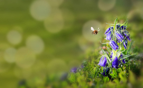 出血心脏 Lamprocapnos 赤相似素材图片 摄图新视界 出血心脏 Lamprocapnos 赤相似素材图片 摄图新视界