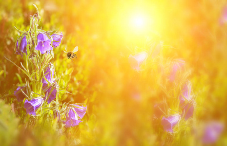 蓝铃花红铃花红铃花红铃花红铃花红铃花红铃花红铃花红铃花红铃花红铃花红铃花红铃花红铃花红铃花红铃花红铃花红铃花红铃花红铃花红铃花红