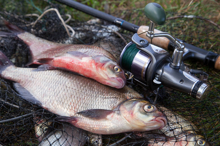 青铜或鲤鱼(abramisbrama)和鱼竿,在登陆网上有卷轴,里面有渔业渔获物