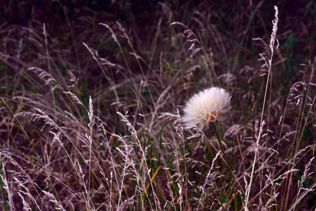 一个大的蒲公英花头，有蓬松的种子，看起来像降落伞在草地背景下。
