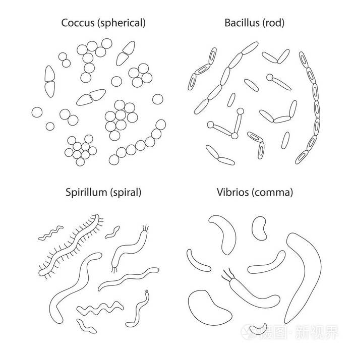 白色背景上不同类型的细菌集合. 简单的黑色轮廓细菌组. 矢量插图