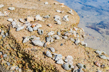 在阳光明媚的白天，红海的海岸上有美丽的石头和贝壳，让人想起休息的想法