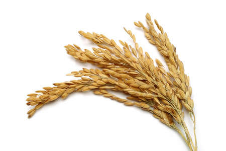 白色背景上分离的一束稻穗照片