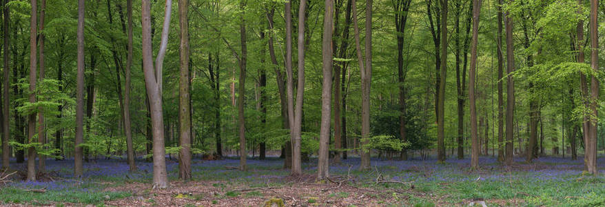 春天清晨阳光下美丽的蓝铃林全景景观