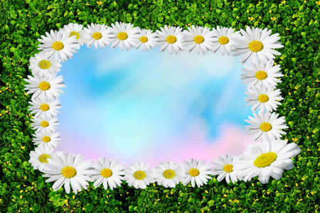夏日盛开的雏菊，草地上的洋甘菊，有文字空间的雏菊寄宿者