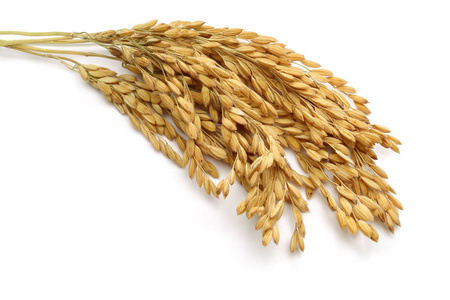 在白色背景上分离出一束稻穗照片