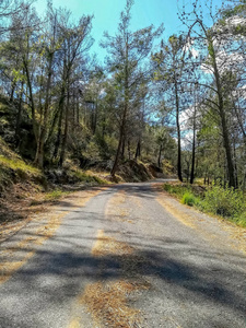 山路两旁有松树和许多枯叶