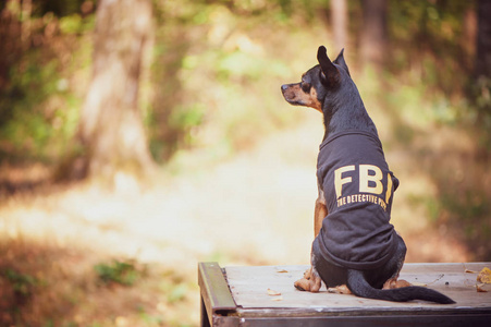 狗是FBI探员。 滑稽的小狗玩具猎犬在服装FBI。 这条狗是个侦探。