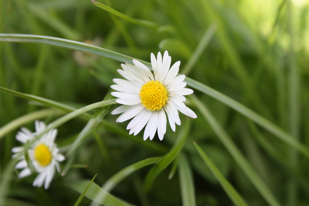 草地前的白色和黄色雏菊花