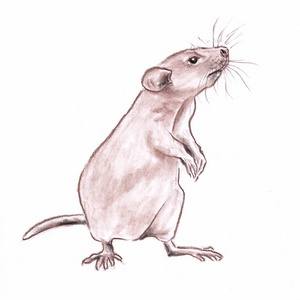 老鼠特写肖像是2020年的象征,手工绘制的彩色铅笔图形艺术插图在纸上