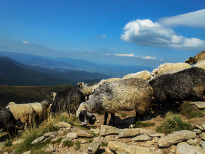 山里的一群羊。 乌克兰喀尔巴阡山脉的位置
