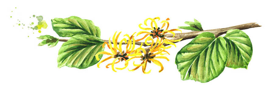 金缕梅的一个开花枝,叶子和花,药用植物金缕梅.