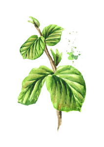 药用植物金缕梅. 水彩画手绘插图分离白色背景照片