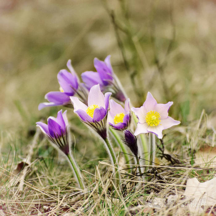 大自然中的老花朵