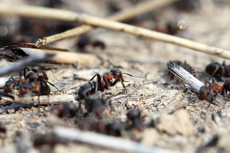 在草地上近距离观察蚂蚁