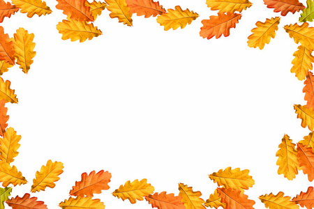 明亮多彩的秋叶孤立在白色的背景上。 橡树