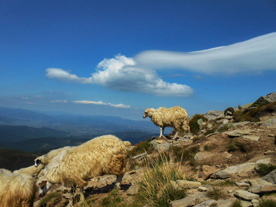 山里的一群羊。 乌克兰喀尔巴阡山脉的位置