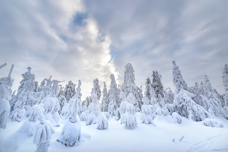 在西里西亚贝兹克山脉覆盖着雪冬林。 波兰