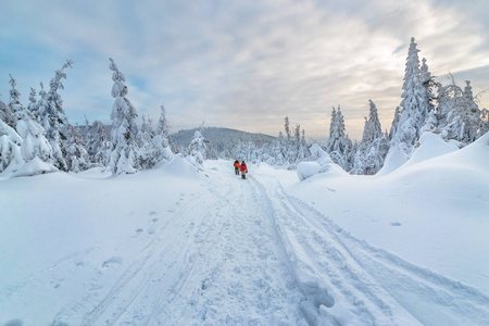 游客穿着明亮的运动服在西尔斯贝兹的冬季森林里徒步旅行。 波兰