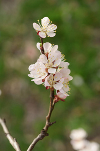 杏树花