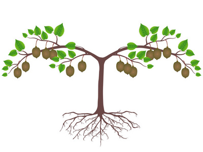 猕猴桃果园图片