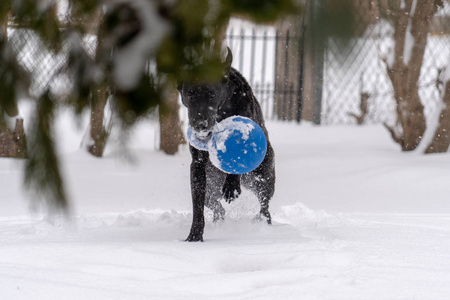 一只黑色拉布拉多猎犬在雪地里玩蓝色的球。 前景松树的有意模糊。