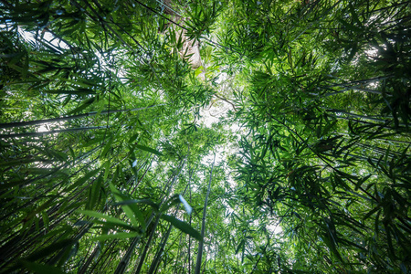 竹青林美丽的绿色自然背景