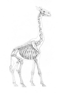 白色背景下长颈鹿骨架的解剖素描照片